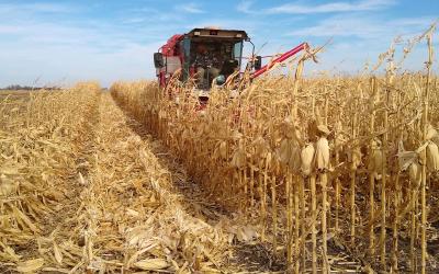 Red combine harvesting corn at an SDSU Extension CPT plot.