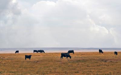 Small herd of mixed cattle grazing rangeland in late fall.
