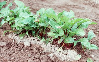 Row of beets growing in a garden.