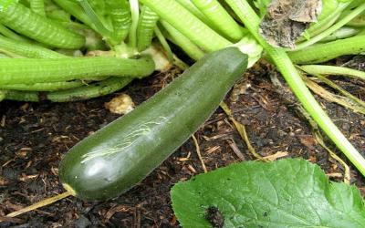 Zucchini ready to harvest. Courtesy: Mary Roduner