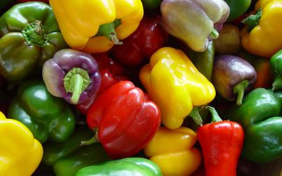 A colorful variety of freshly, harvested bell peppers.