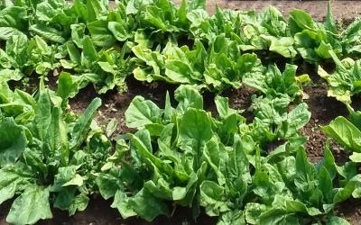 Two rows of leafy, salad greens growing in a garden.