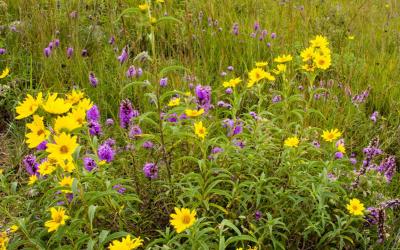 Variety of South Dakota native plants.