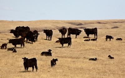 Young calves with cattle herd in spring.