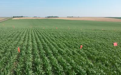 a field of oats