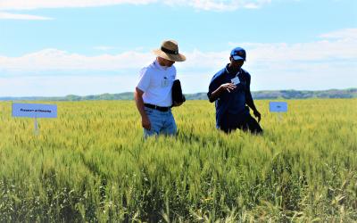 two men walking in a wheat field