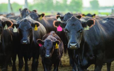 several heard of cattle looking at the camera