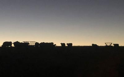 Small herd of cattle waiting for feed at dusk.
