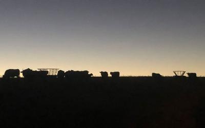 Small herd of cattle waiting for feed at dusk.
