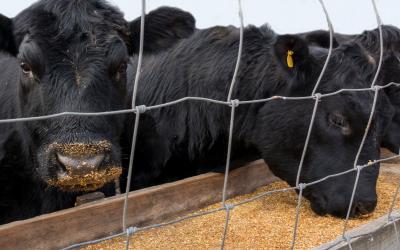 Black angus cattle eating a corn feed ration from a small feeding bunk.