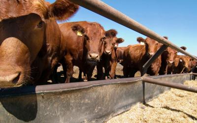 Several red angus cattle feeding at a feed bunk.