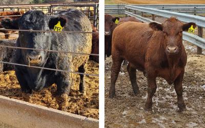 Left: Black cow with the appropriate amount of fat cover, or finish for market. Right: Red steer that needs more time on feed.