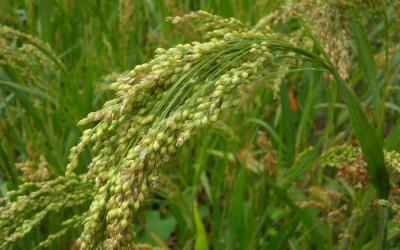 Proso millet green plant growing in a field with small grains growing on the ends