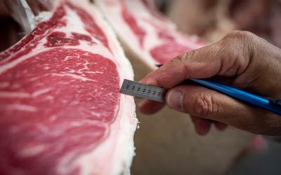 Man inspecting fact content in a cut of beef.