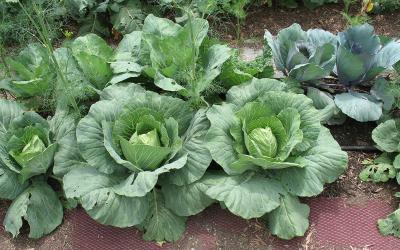 Group of leafy, green cabbage plants growing in a garden.