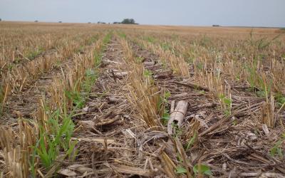 Cover crops emerging from a no-till field.