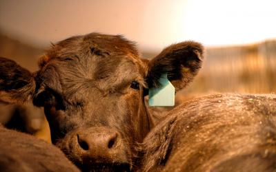 Group of black angus cattle under a hot sun.