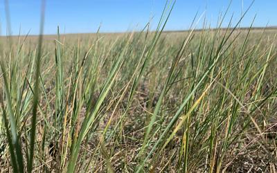 Variety of grasses growing in rangeland with some showing signs of drought stress.
