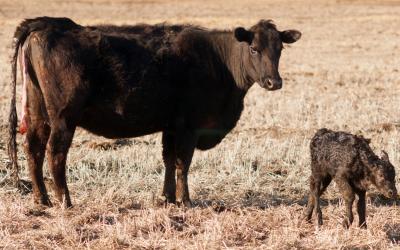 Newborn black angus calf with mother cow.