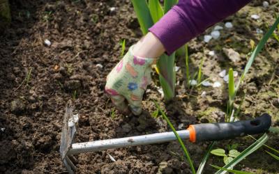 a hand with a colorful gardening glove pulling weeds with a gardening tools sitting in the row
