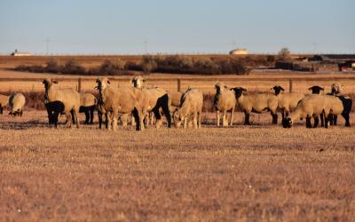 a herd of sheep standing in a pasture