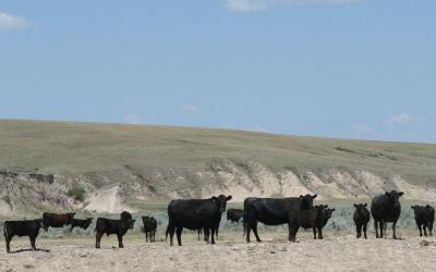 Cattle grazing drought-stressed rangeland in western South Dakota.