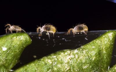 Adult twospotted spider mites crawling on webbing that is attached to a leaf.