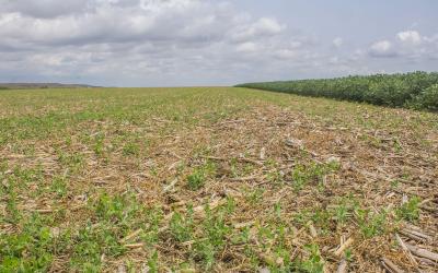 Field pea cover crop blend growing in a field of corn residue.