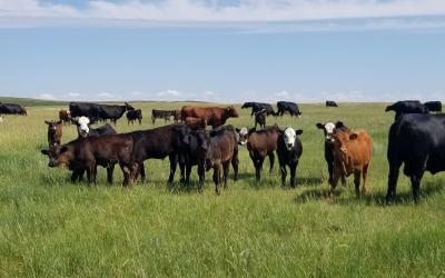 a herd of brown and black cows in a field of green grass