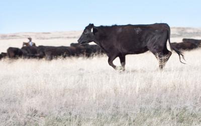 Herd of black-beef cattle being moved in drought-stressed rangeland.