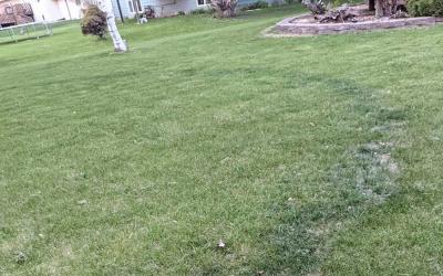 A picture of a lawn showing a ring of dark green grass in the middle of the lawn due to fungi in the soil.