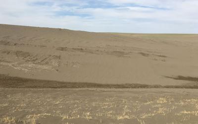 Winter wheat field with extreme soil erosion due to drought.