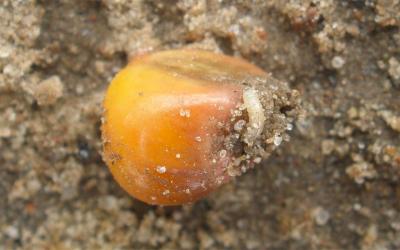 Seecorn maggot larva feeding on a seed in a field.