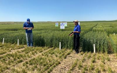 two men standing in front of test plots of wheat