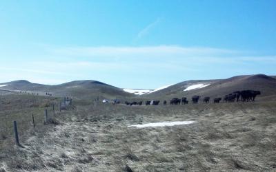 Producers moving a group of cattle in a rolling, winter rangeland.