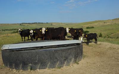 Small group of cattle near a water tank in a rangeland area.