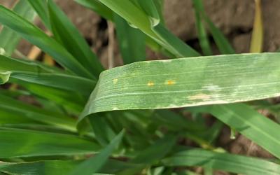 Oat leaf with very low crown rust.