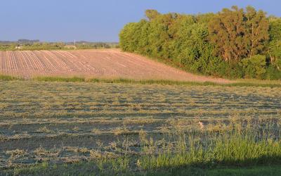 A green cut alfalfa field dries as the sun sets.
