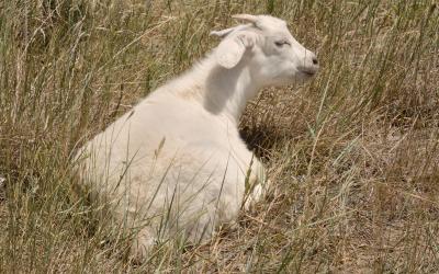 White goat resting in a drought-stressed pasture.