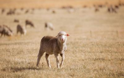 Flock of white sheep in drought-stressed pasture.