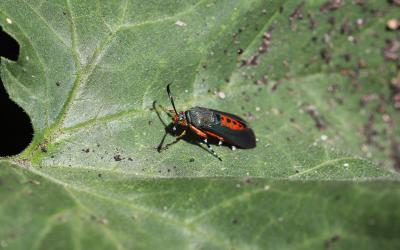 Moth with green metallic wings and an orange body resting on a green leaf.