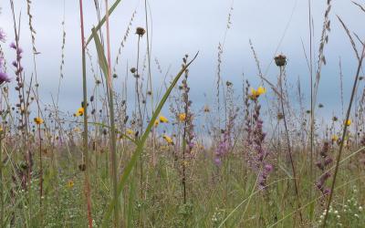 Variety of native plants growing in a healthy, well-managed grassland.