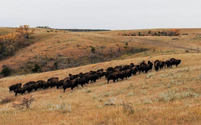 Herd of bison grazing rangeland during fall.