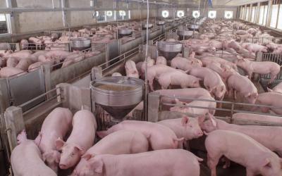 Several young swine in a feeding facility.