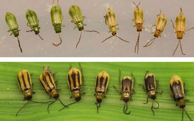 Eight green beetles in the top portion of the image and seven yellow beetles with varying black stripes in the bottom portion of the image.