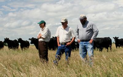 Two producers and a conservation agent moving cattle in a grassland area.