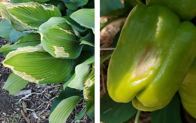 Left: Large green leaves of hosta have white and yellow discoloration on the outside edge of the leaves. Right: A green pepper with a tan spot that appears mushy.
