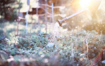 Gardener deeply watering a vegetable garden in the early morning.