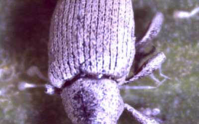 a black beetle covered in a white substance