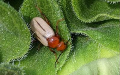 A beetle with an orange head.